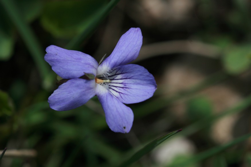 Viola riviniana